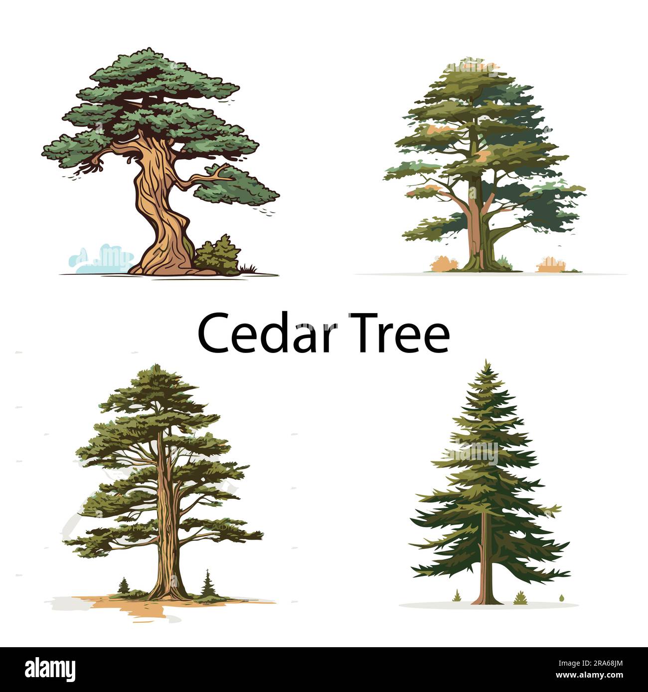 A set of flat Cedar tree vector illustration Stock Vector
