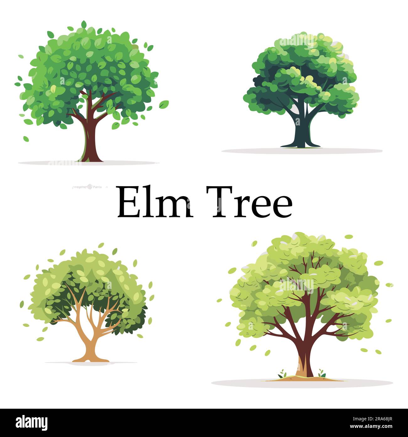 A set of Flat Elm tree vector illustration Stock Vector