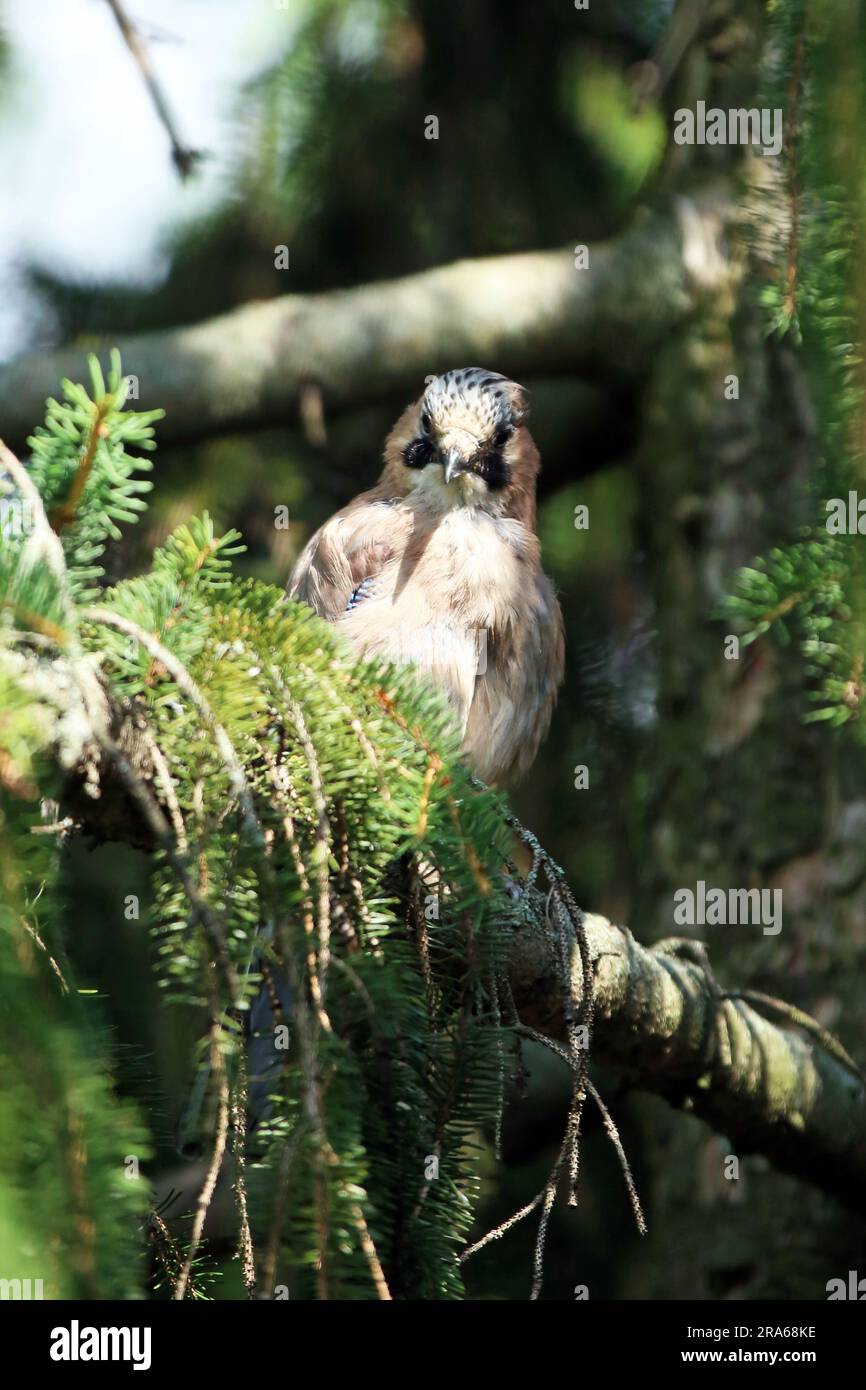 Close up portrait of a eurasian jay,Garrulus glandarius, perched on an branch of  pine tree. Close-up of Eurasian Jay. Birds in wildlife. Outdoor phot Stock Photo