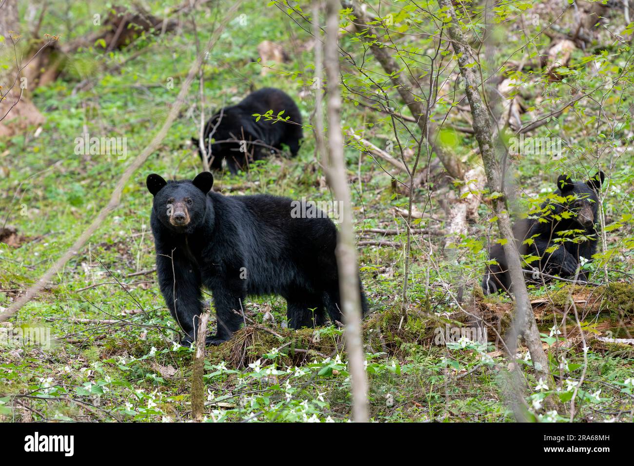Black bear (Ursus americanus), Great Smoky Mountains National Park, Spring, TN, USA, by Dominique Braud/Dembinsky Photo Assoc Stock Photo