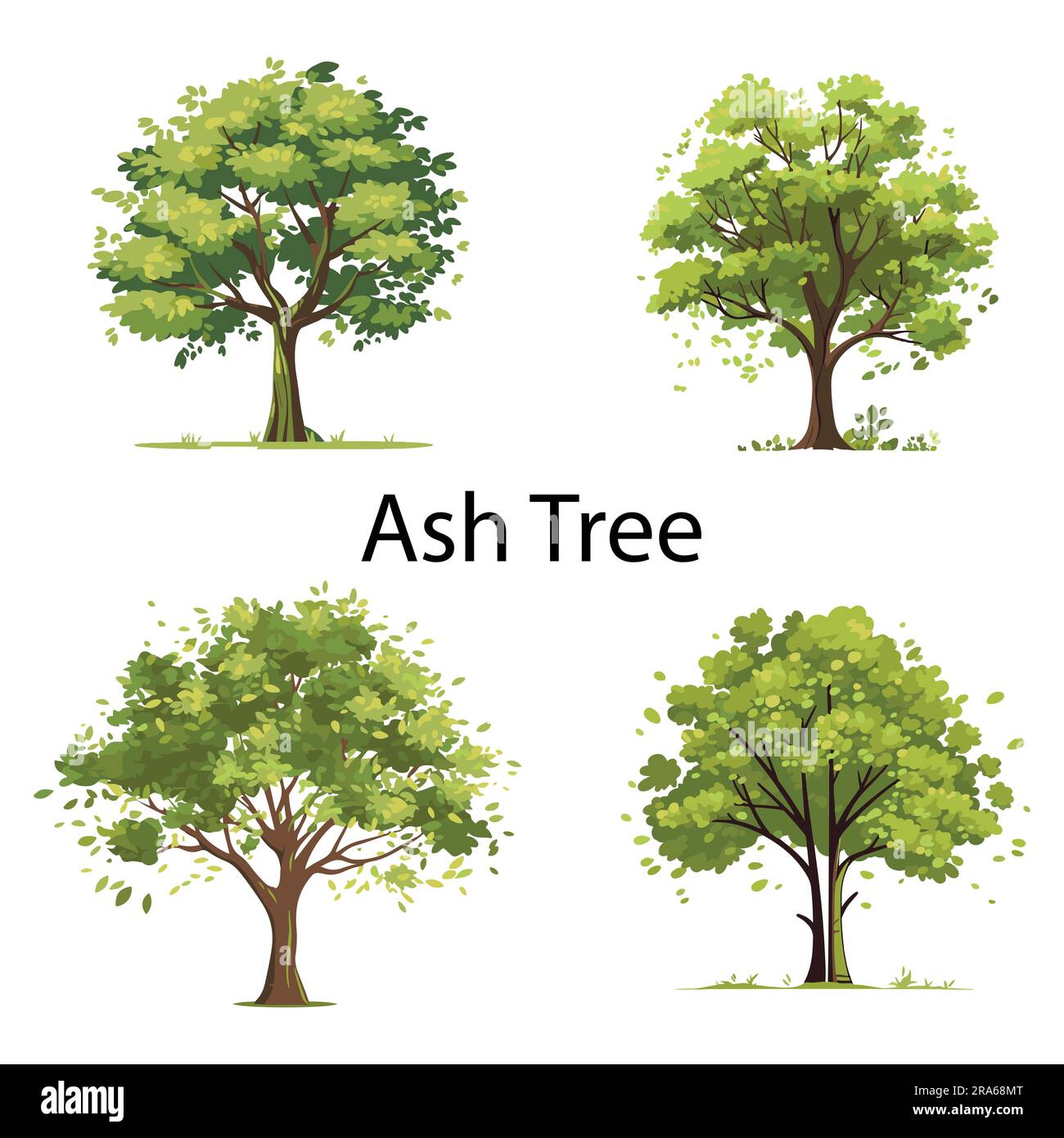 Ash Tree flat vector collection Stock Vector