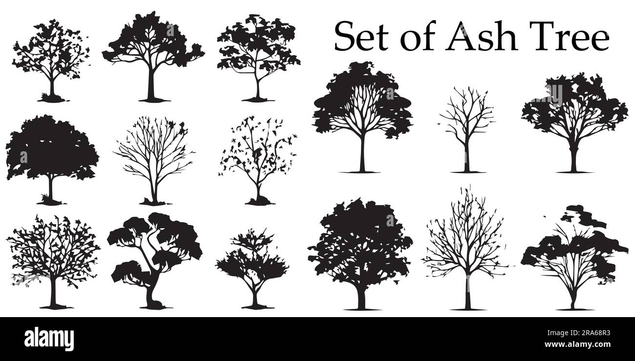 A set of silhouette Ash tree vector illustration Stock Vector