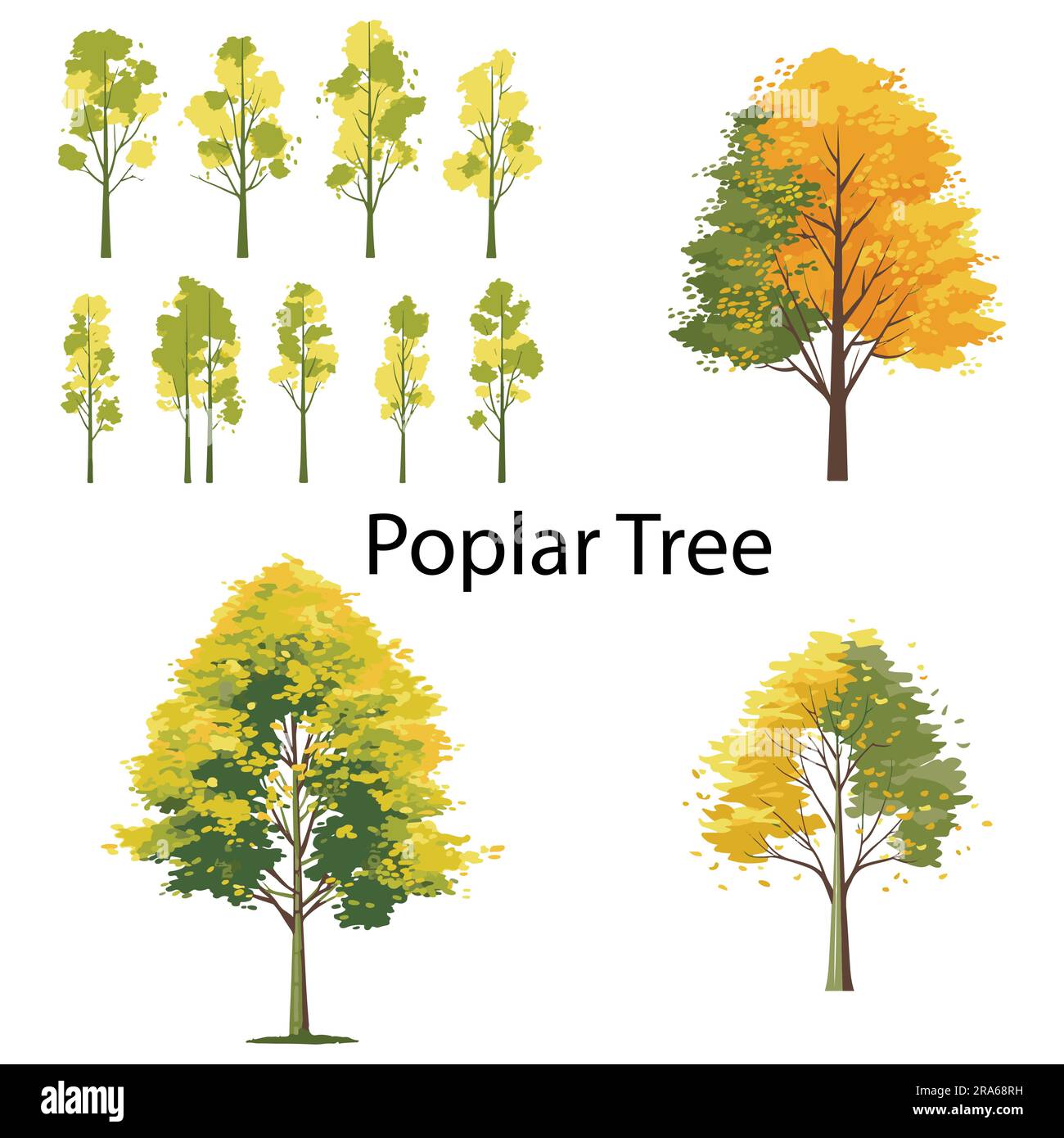 A set of Popler Tree Flat vector illustration Stock Vector