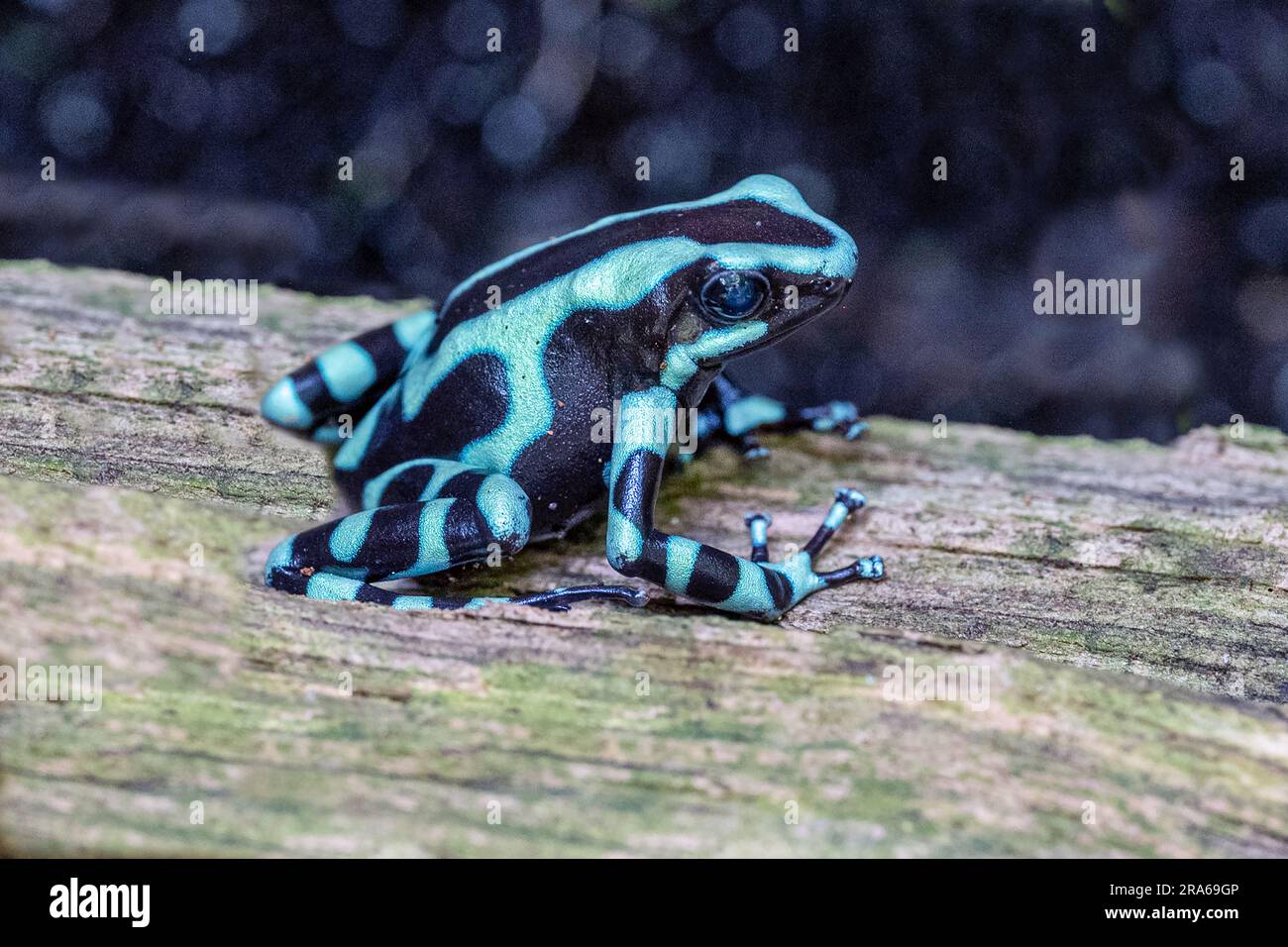 Green & Black Poison Dart Frog, Dendrobates auratus. Its bright aposematic coloration warns predators that it is poison and serves as a defense. Stock Photo