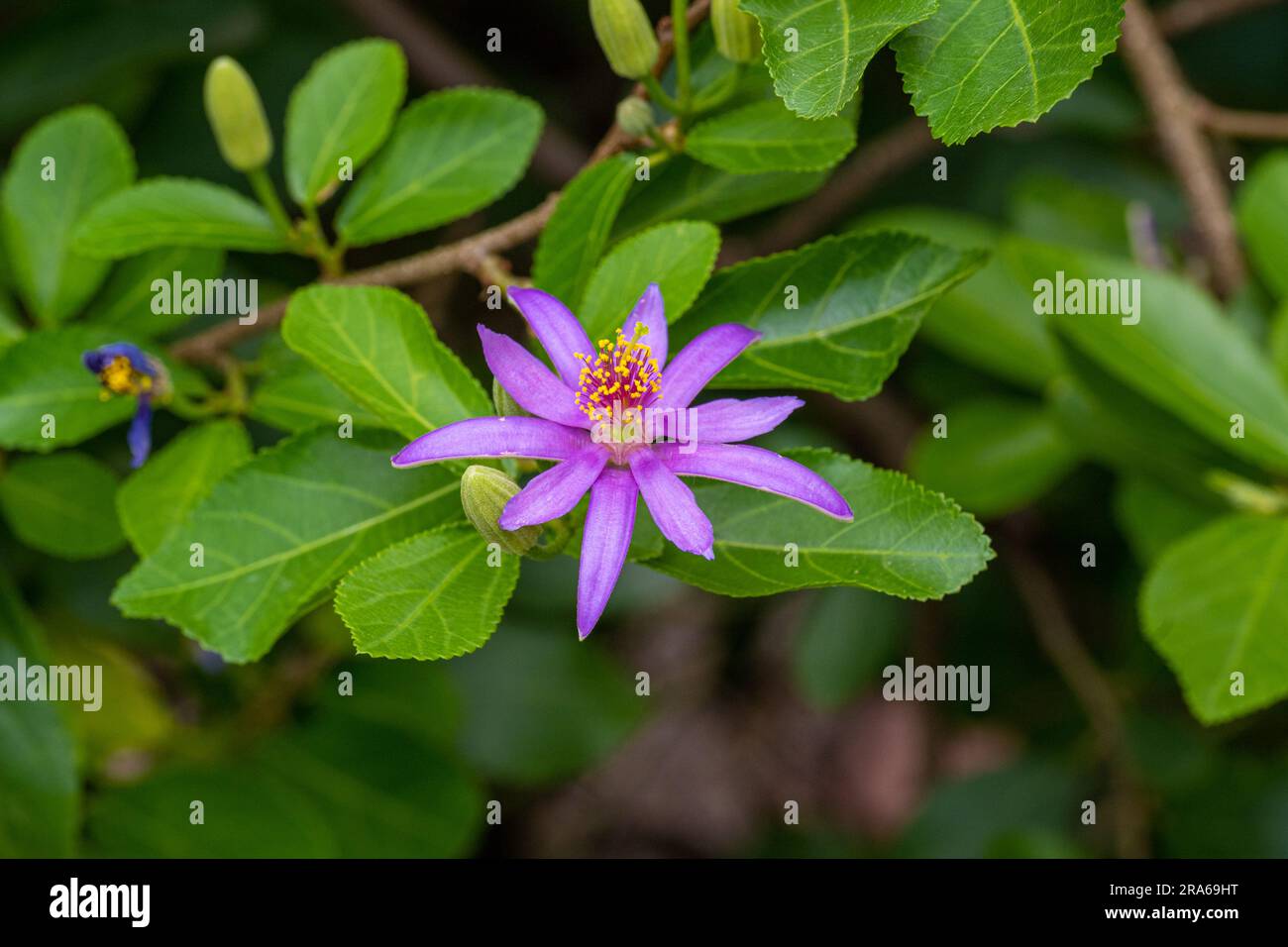 Grewia occidentalis, Crossberry, small deciduous tree with glossy leaves and purple star shaped flowers Stock Photo