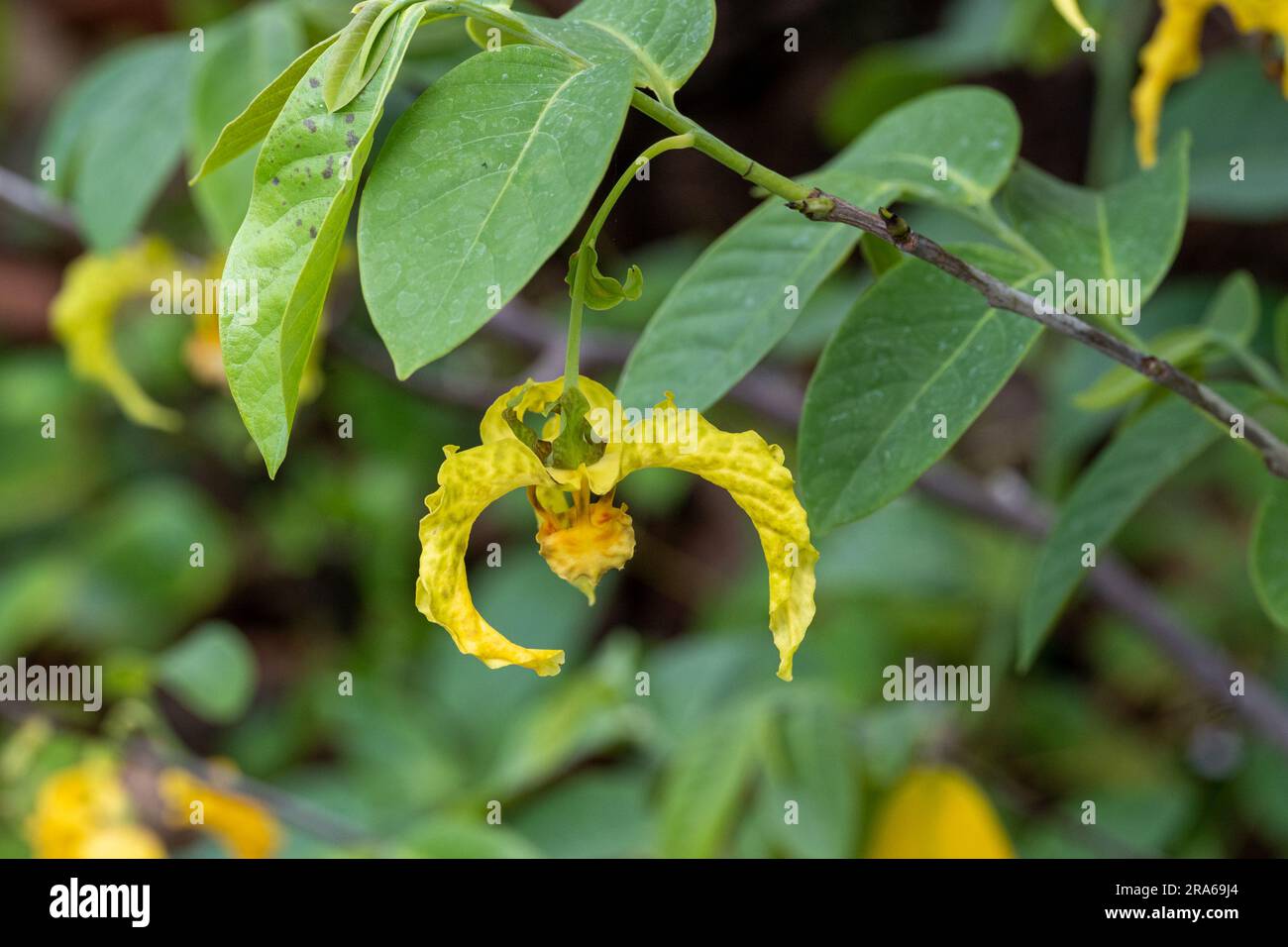 Monodora myristica, the calabash nutmeg, is a tropical tree of the family Annonaceae Stock Photo