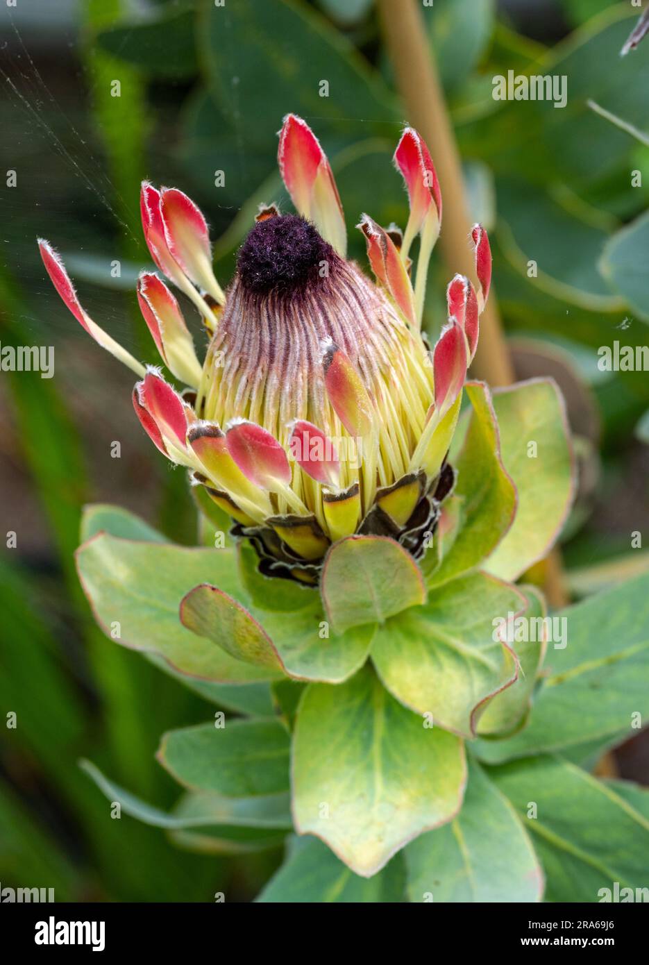 Protea (Protea repens), South Africa. They come from southern Africa Stock Photo