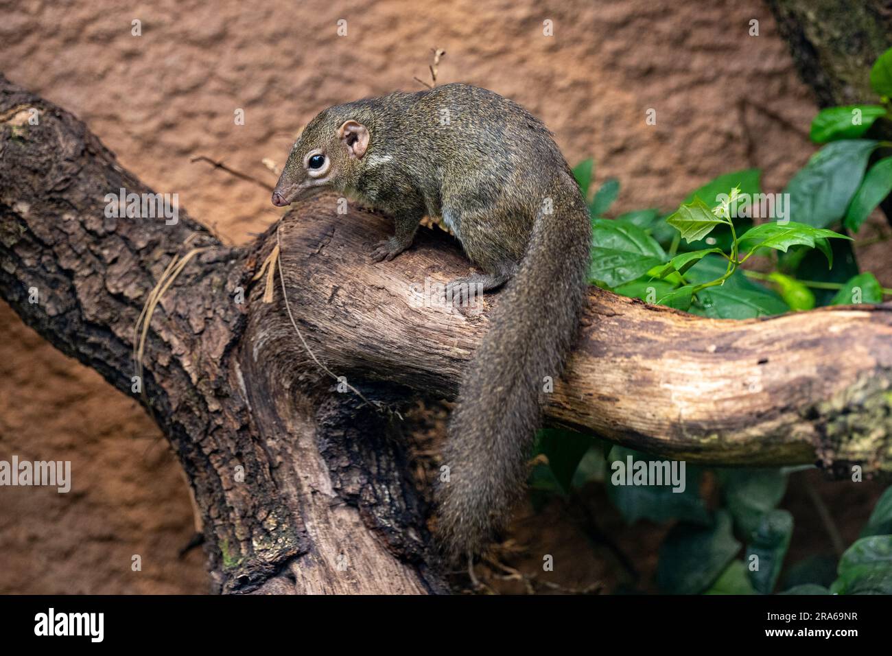 Northern Treeshrew (Tupaia belangeri) in the forest on a branch Stock Photo