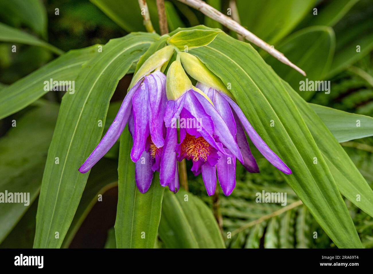 Thunia bensoniae hires stock photography and images Alamy