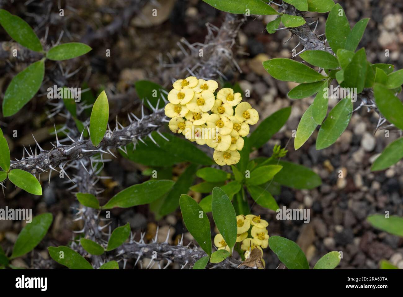 Crown of Thorns or Christ Plant (Euphorbia milii), native to Madagascar. Botanical Garden, kit, Karlsruhe, Germany, Europe Stock Photo