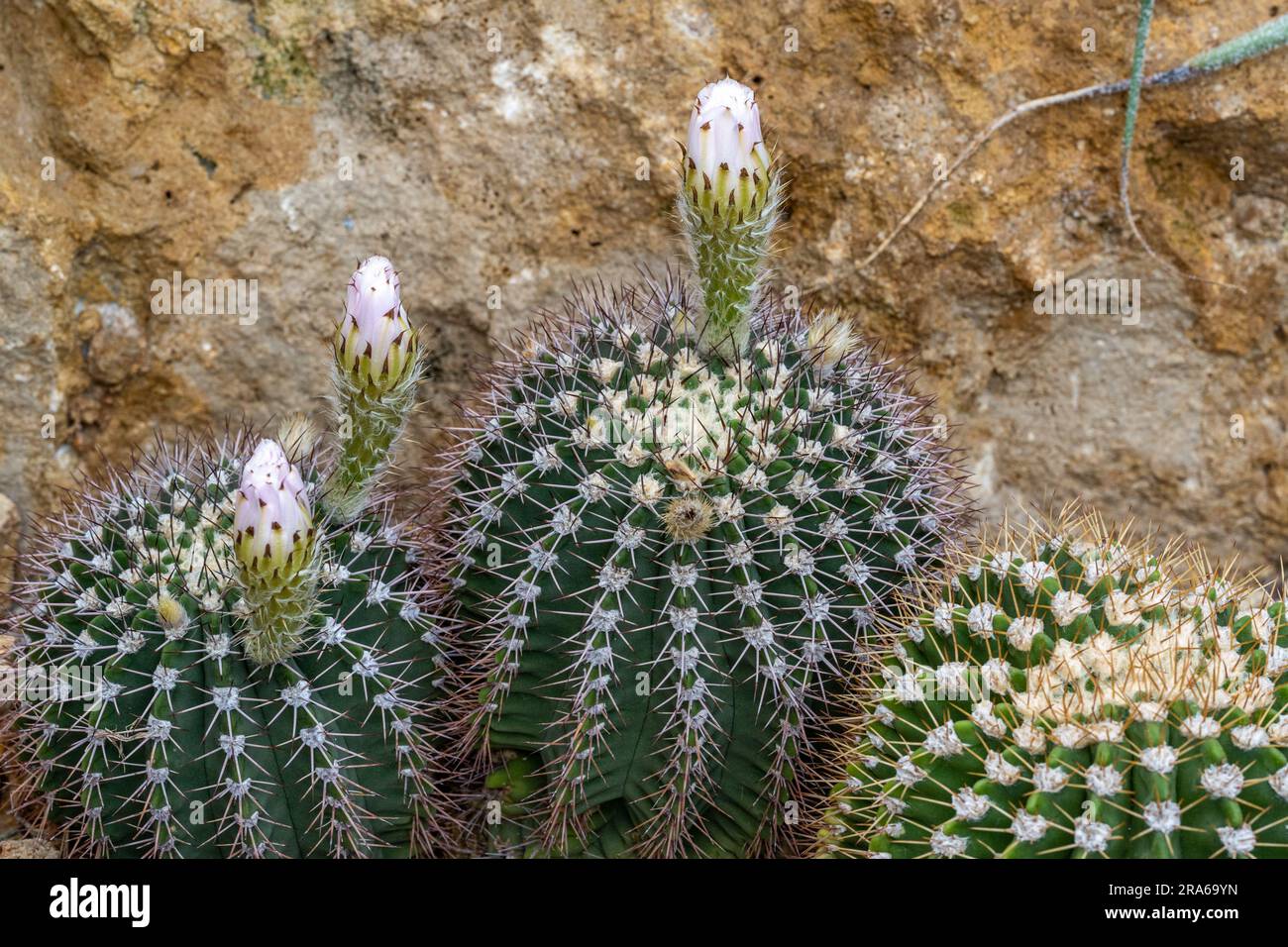 Cactus, flower (Acanthocalycium spiniflorum var. spiniflorum) Stock Photo