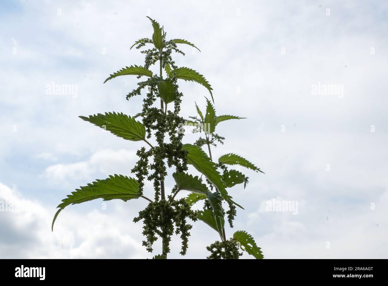 Am Gereidefeld. Brennnessel Stock Photo