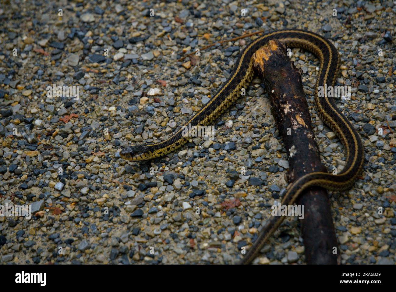 Garter Snake in Pennsylvania Stock Photo Alamy