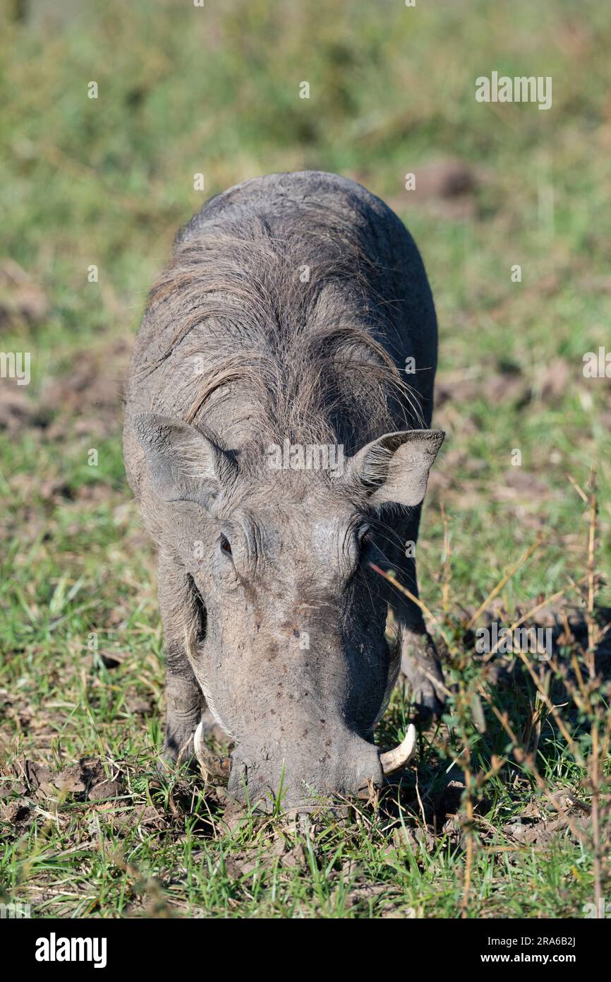 Zambia, South Luangwa. Common warthog (WILD: Phacochoerus africanus) Stock Photo