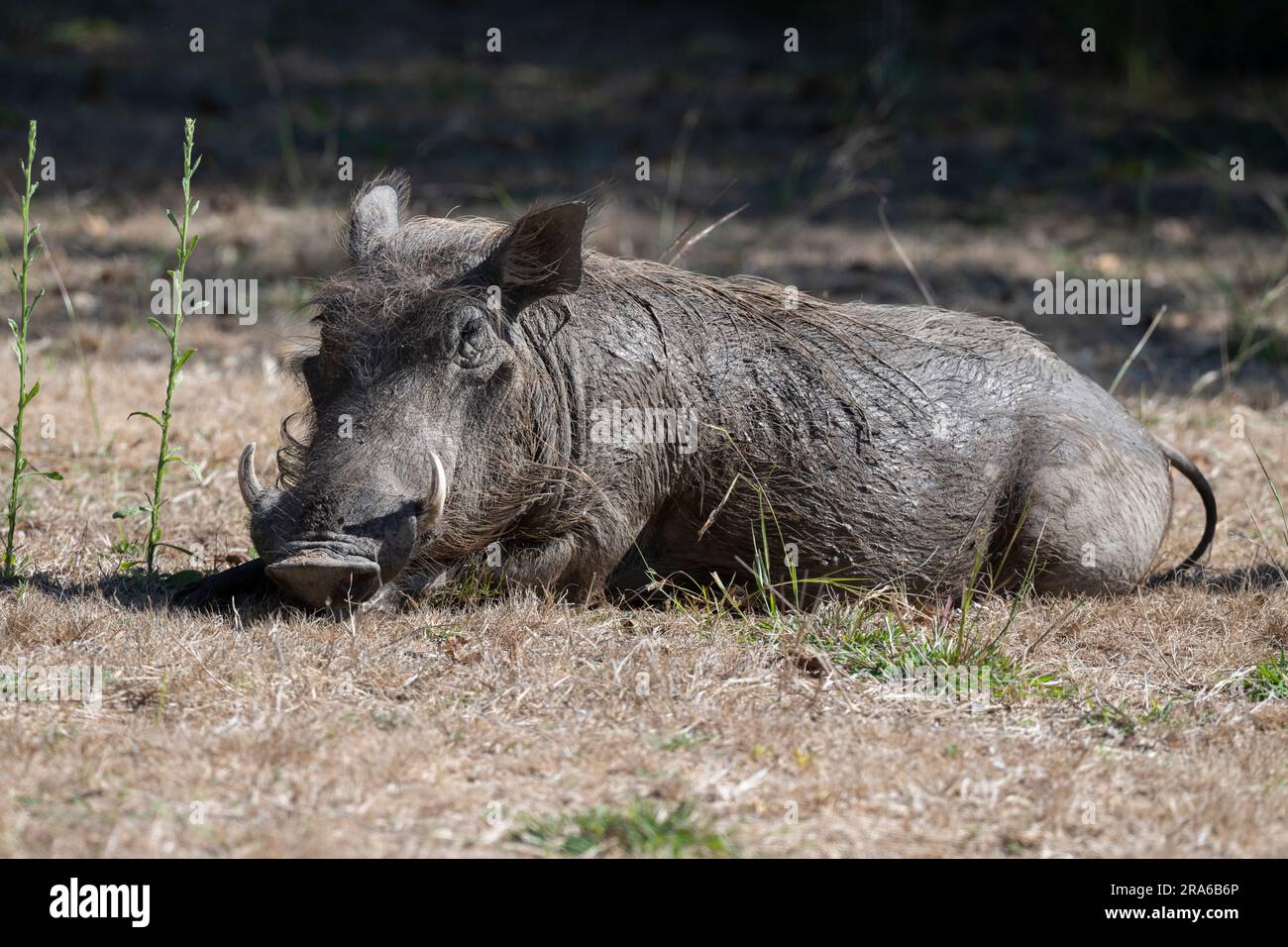 Zambia, South Luangwa. Common warthog (WILD: Phacochoerus africanus) covered in mud. Stock Photo