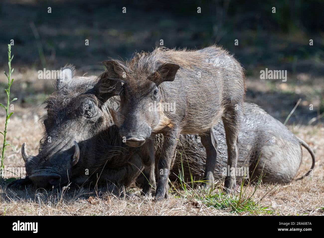 Zambia, South Luangwa. Common warthog (WILD: Phacochoerus africanus) adult and young wartlet. Stock Photo