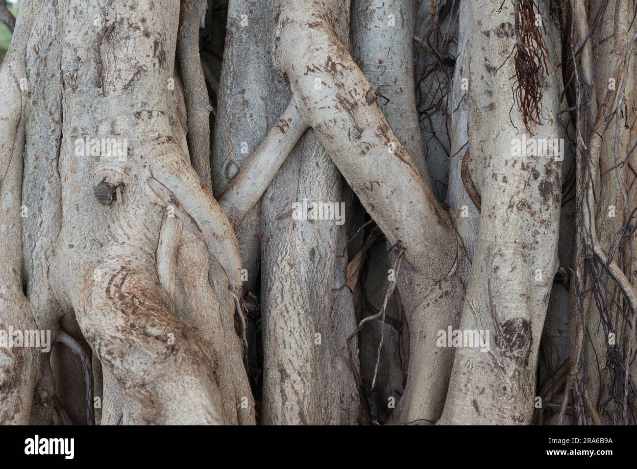 A close-up look at the thick roots of a Hawaiian Banyan tee in a Honolulu Park. Stock Photo