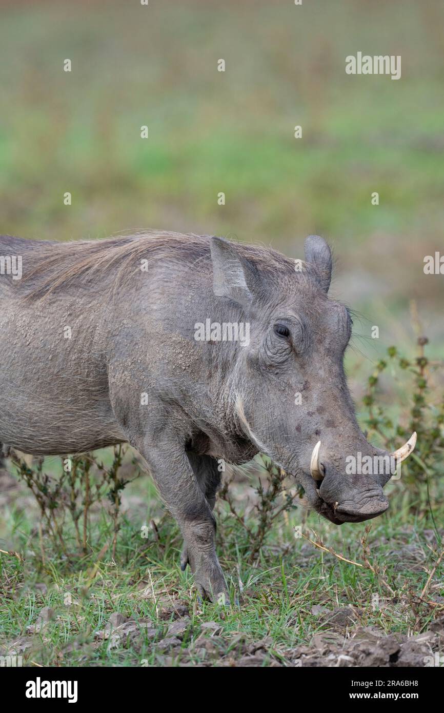 Zambia, South Luangwa. Common warthog (WILD: Phacochoerus africanus) Stock Photo