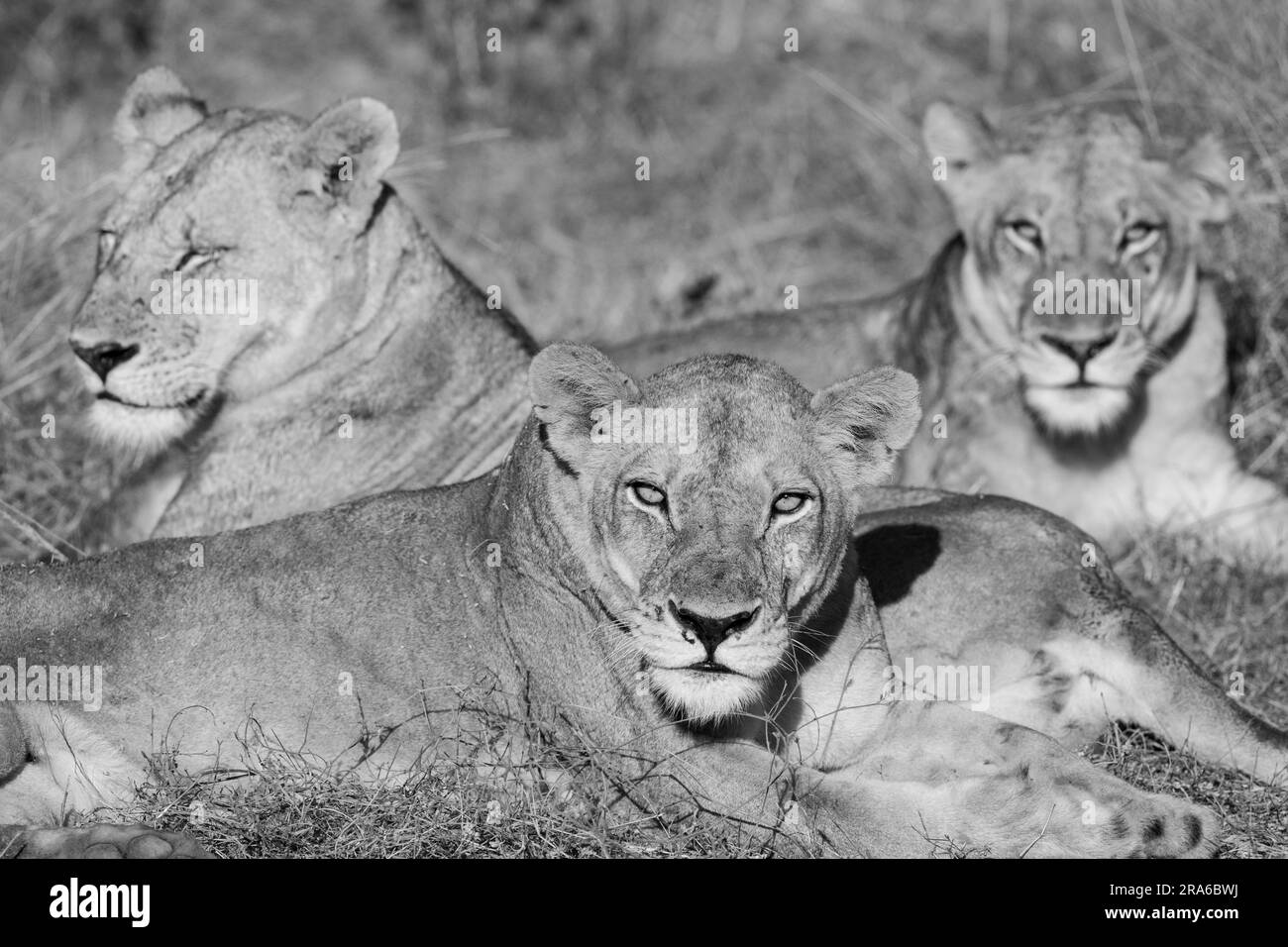 Zambia, South Luangwa National Park. Three adult lionesses (WILD: Panthera leo) Stock Photo