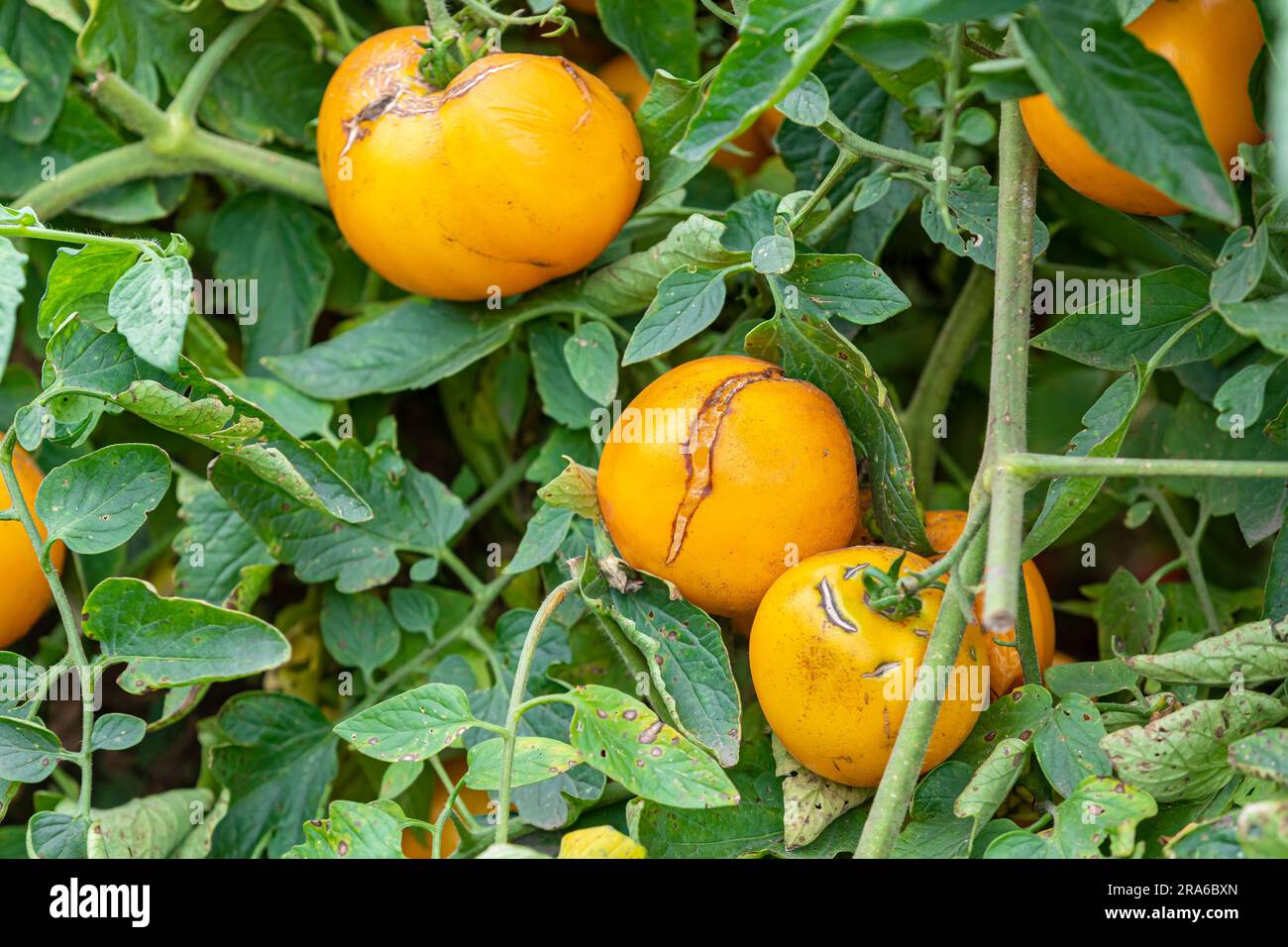 Yellow tomato cracking and splitting on vine. Gardening, imperfect food and blemished produce concept Stock Photo