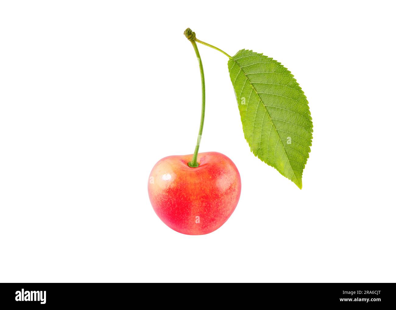 Sweet cherry bright red fruit with stem and leaf isolated on white. Stock Photo