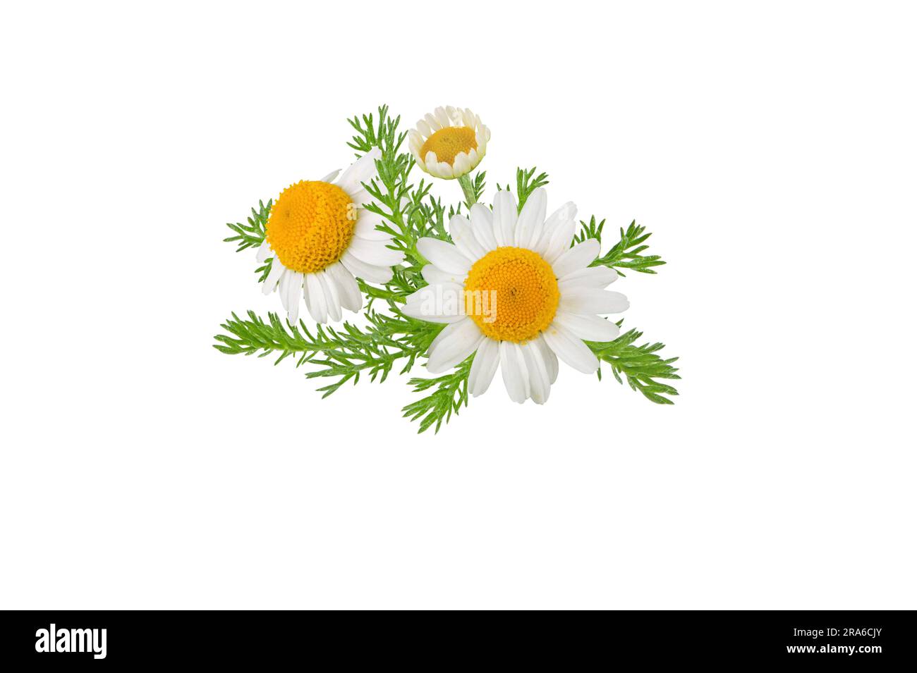 Chamomile flowers, buds and leaves bunch isolated on white. White daisy in bloom. Chamaemelum nobile herbal medicine plant. Stock Photo