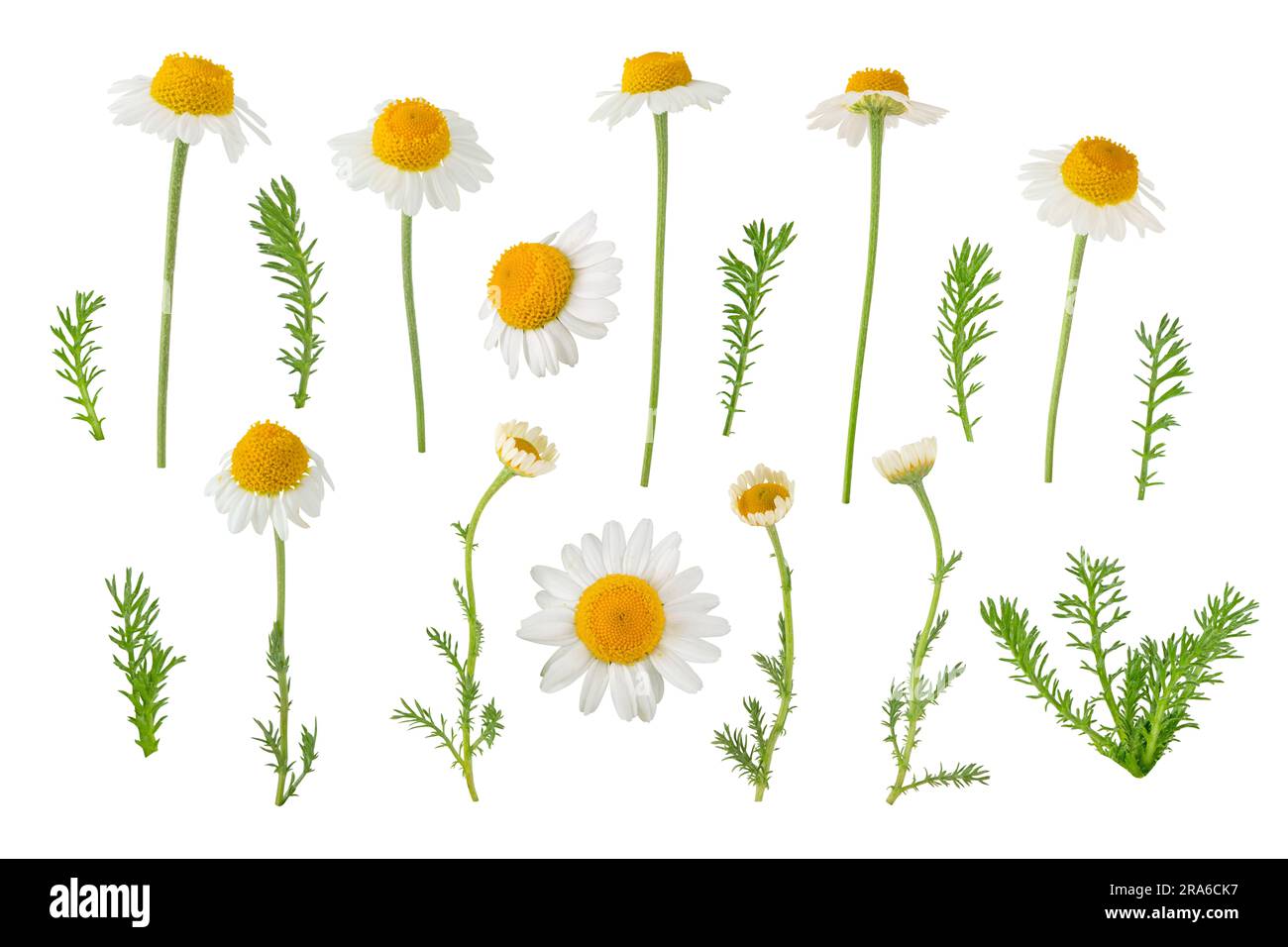 Chamomile flowers, buds and leaves set isolated on white. White daisy in bloom. Chamaemelum nobile herbal medicine plant. Stock Photo