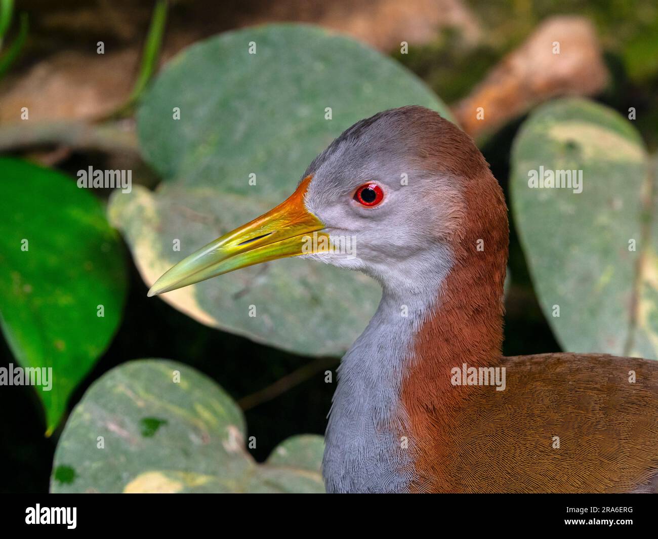 Female Giant wood rail Aramides ypecaha Stock Photo