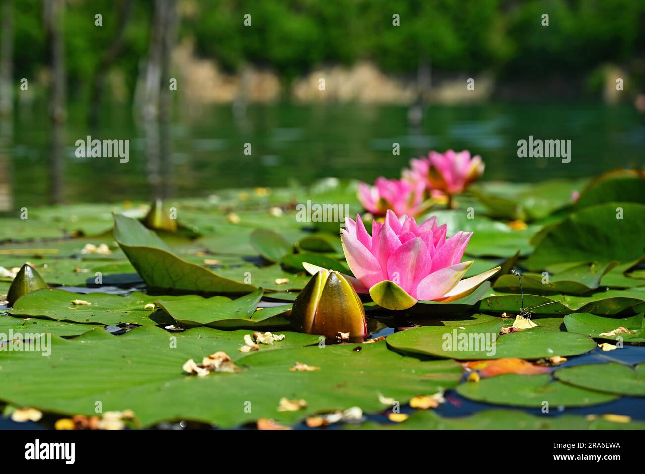 Beautiful blooming water lily plant. Colorful nature background for massage, spa and relaxation. Stock Photo