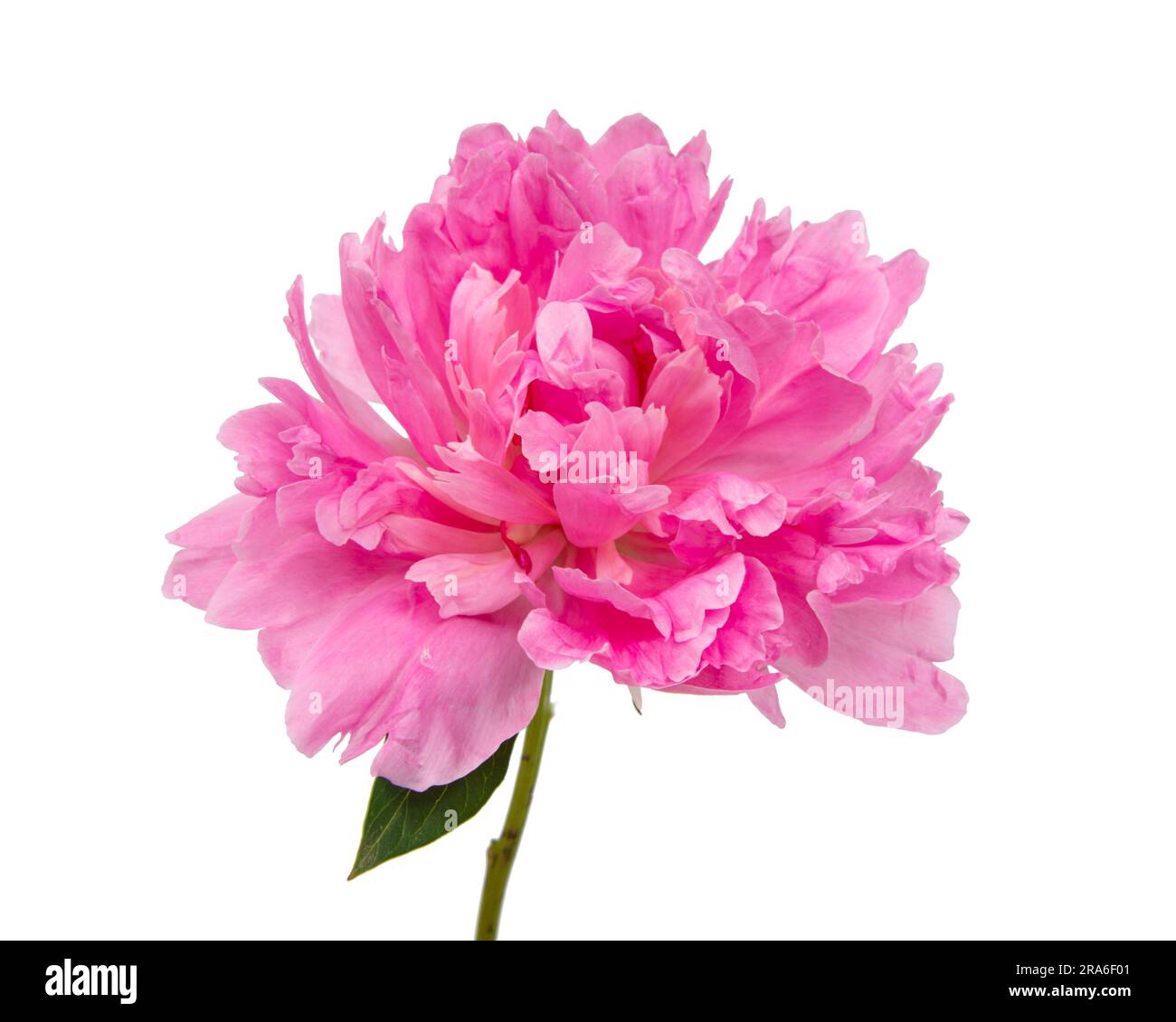 Pink peony flower with leaves isolated on white background Stock Photo ...