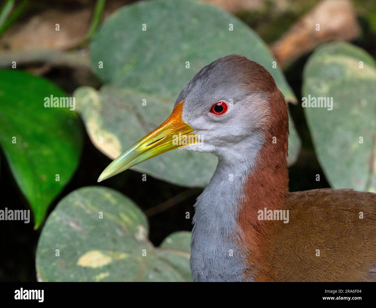 Female Giant wood rail Aramides ypecaha Stock Photo