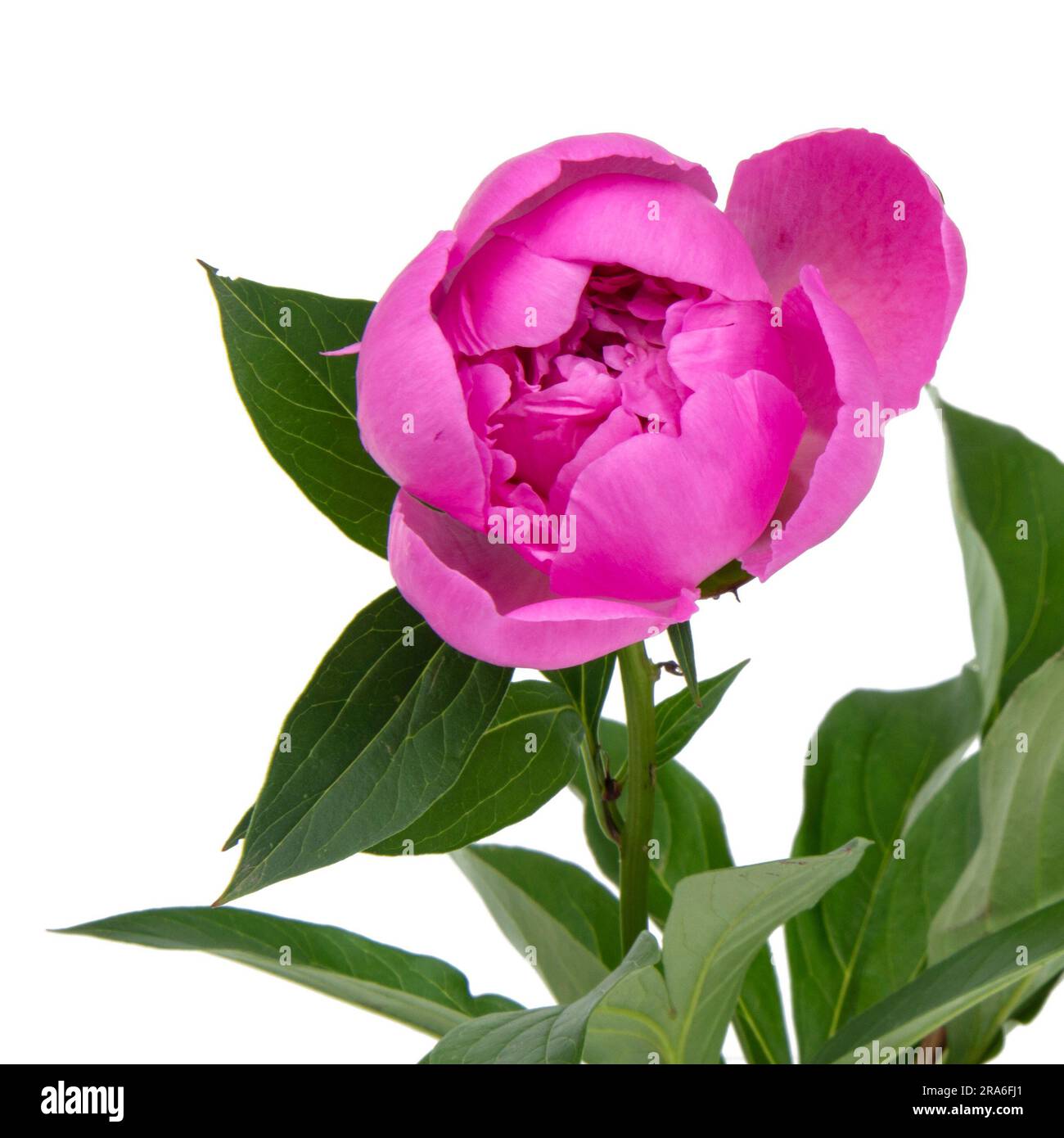 Pink peony isolated on white background Stock Photo - Alamy