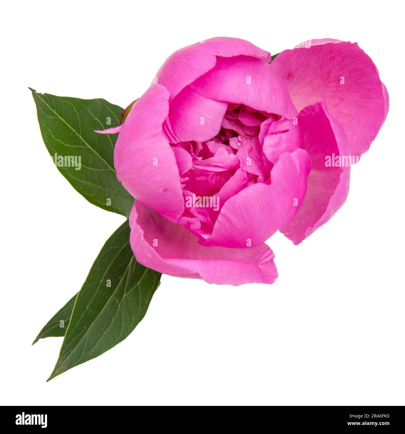 Pink peony isolated on white background Stock Photo - Alamy