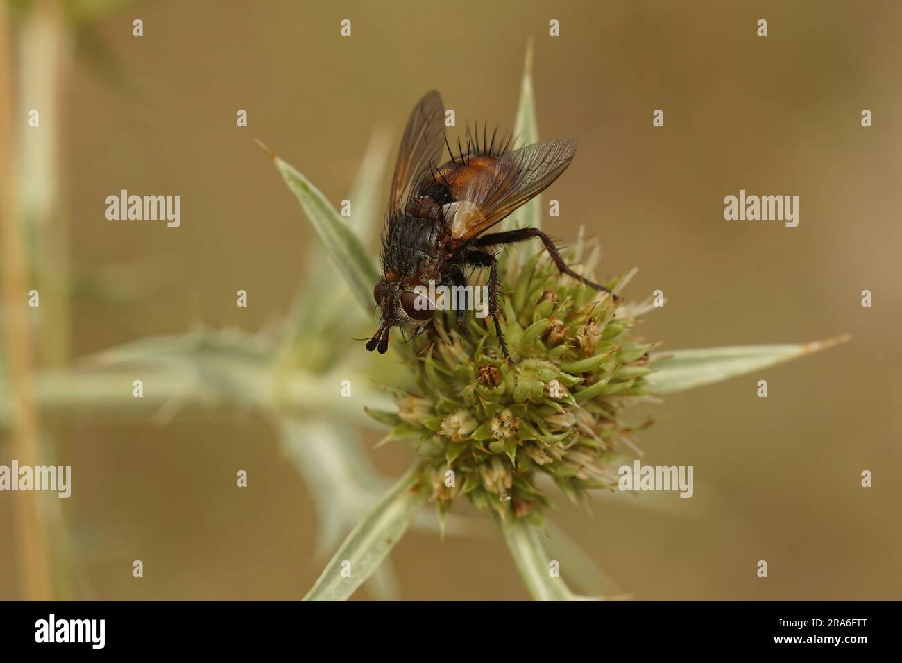 Natural close up of a rare tachinid fly, Peleteria rubescens on an ...