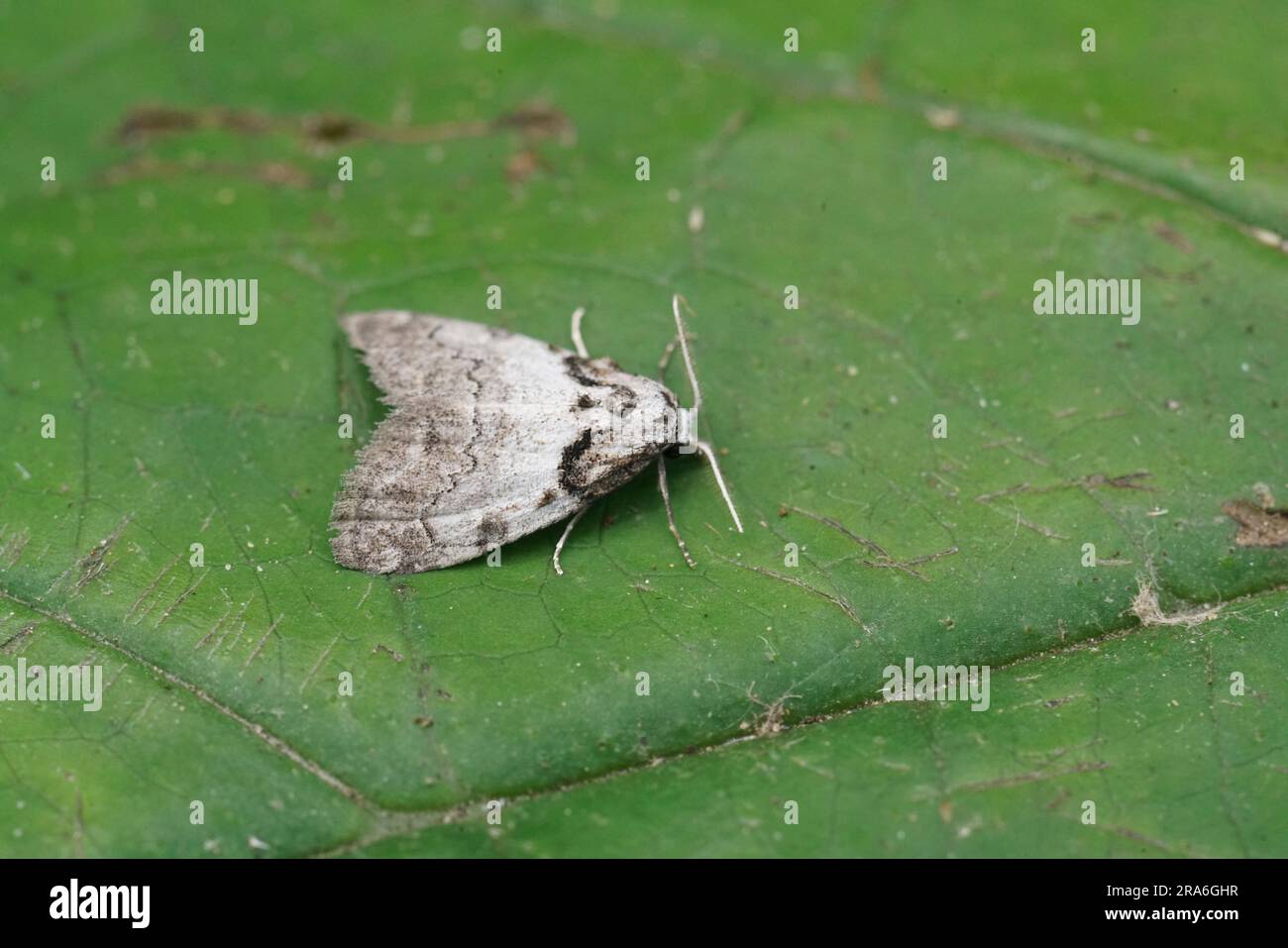 Detailed closeup on the Short-cloaked Moth, Nola cucullatella sitting on a green leaf Stock Photo