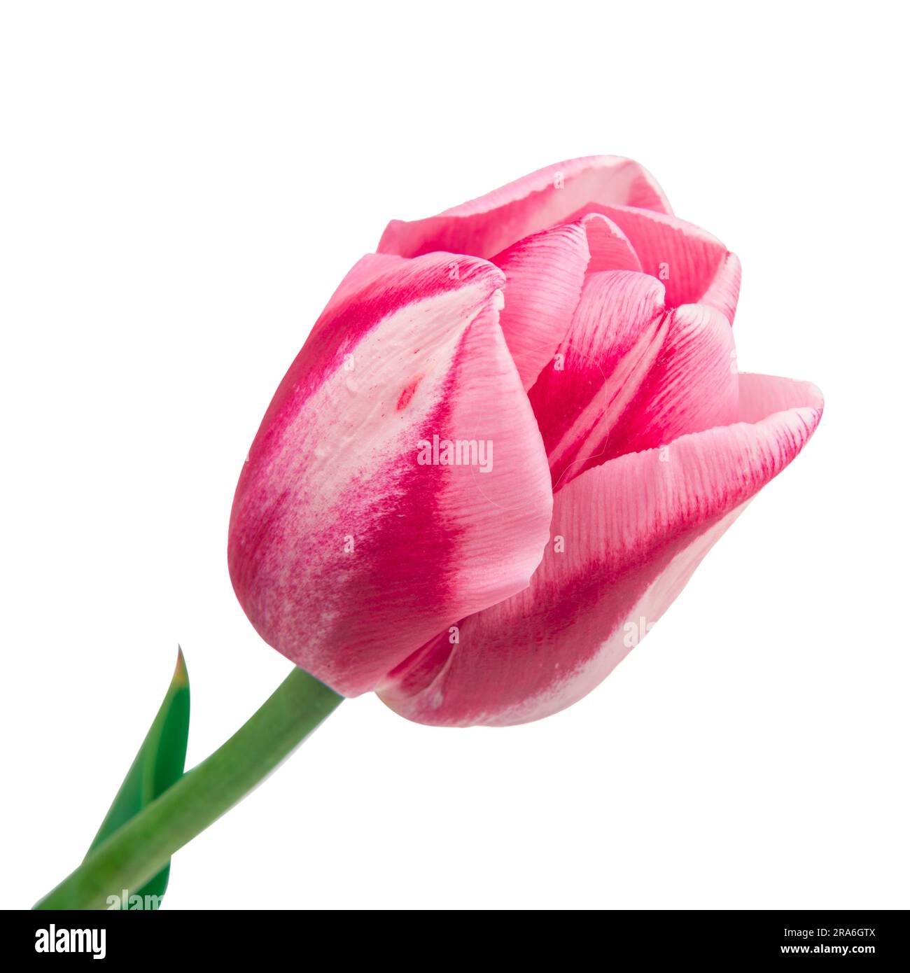 Spring flower pink tulip isolated on white background Stock Photo - Alamy