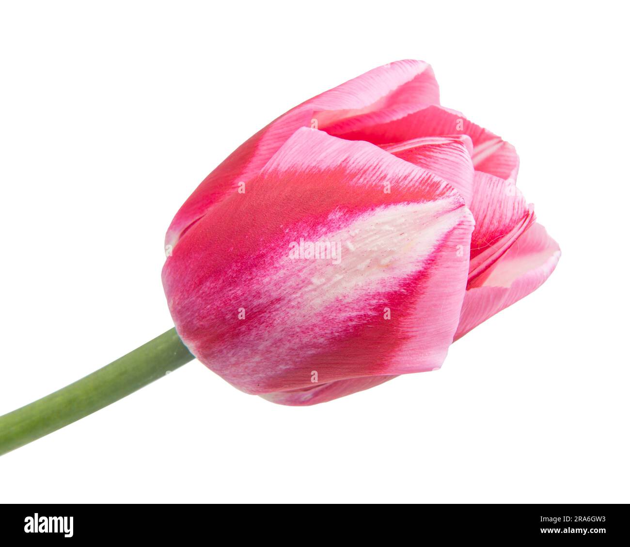 Spring flower pink tulip isolated on white background Stock Photo - Alamy
