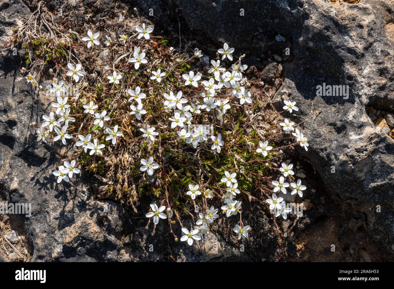 Spring Sandwort Minuartia verna hi-res stock photography and images - Alamy