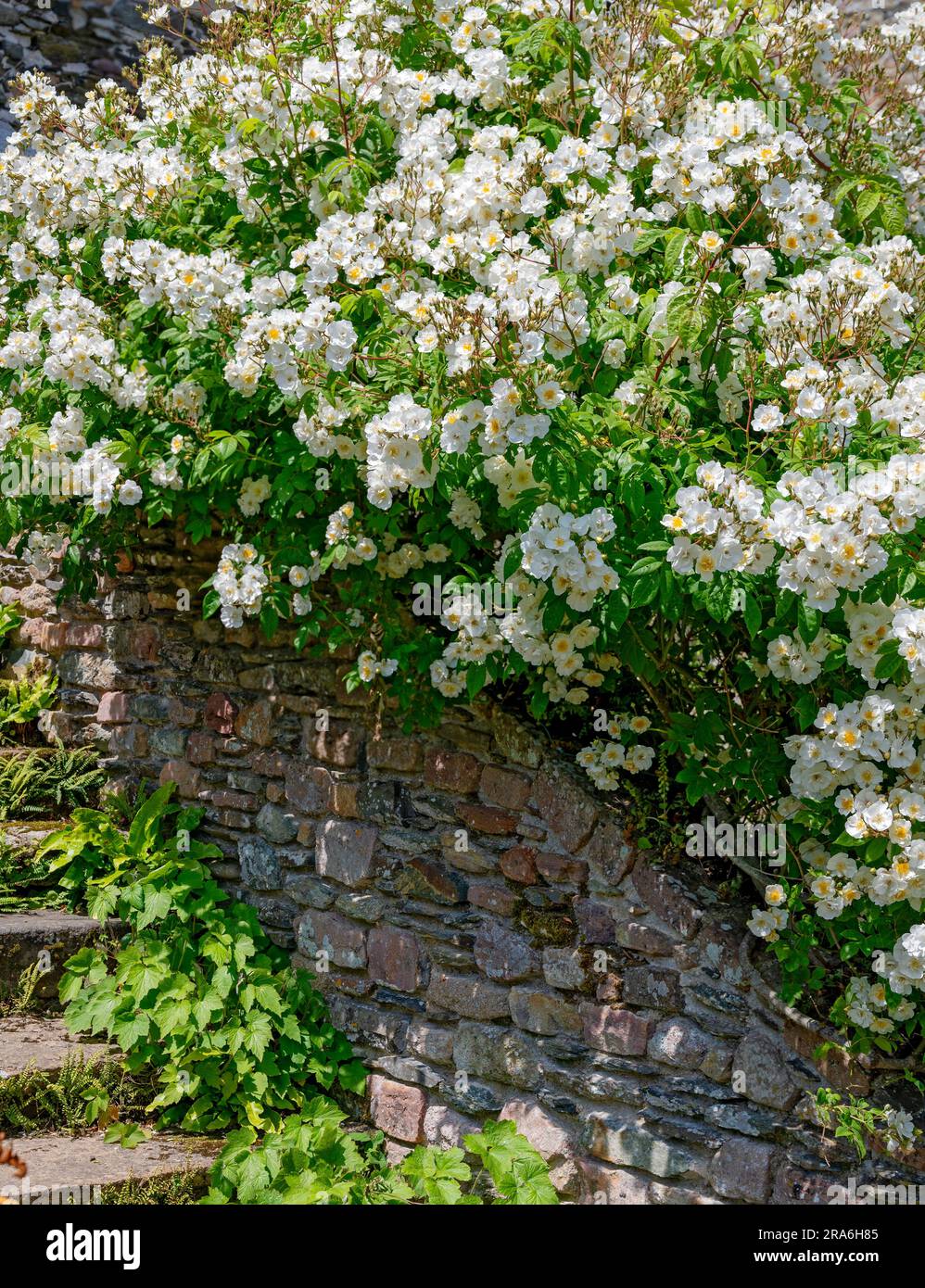 white flourishing roses on a wall at the ruin of the former Abbey Notre-Dame de Beauporte in the village of Paimpol in Brittany, France Stock Photo