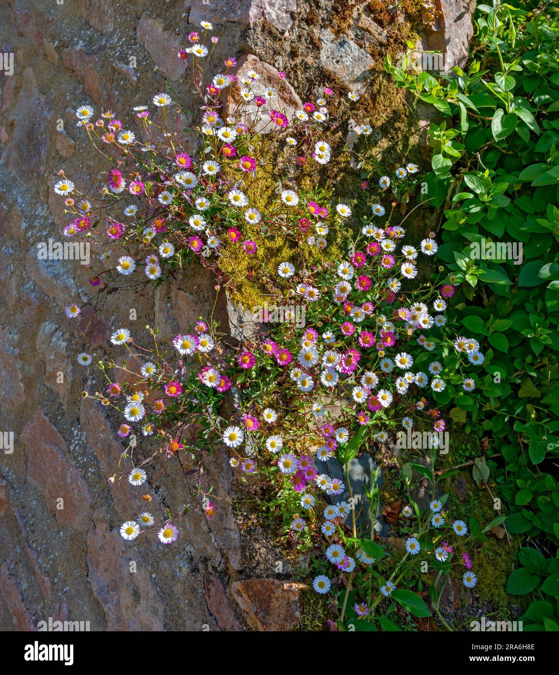 flourishing Spanish daisy on the wall at the ruin of the former Abbey Notre-Dame de Beauporte in the village of Paimpol in Brittany, France Stock Photo