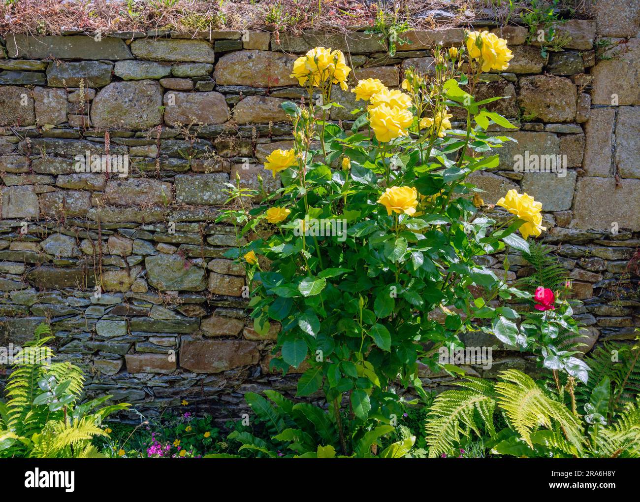 yellow flourishing roses before a wall at the ruin of the former Abbey Notre-Dame de Beauporte in the village of Paimpol in Brittany, France Stock Photo