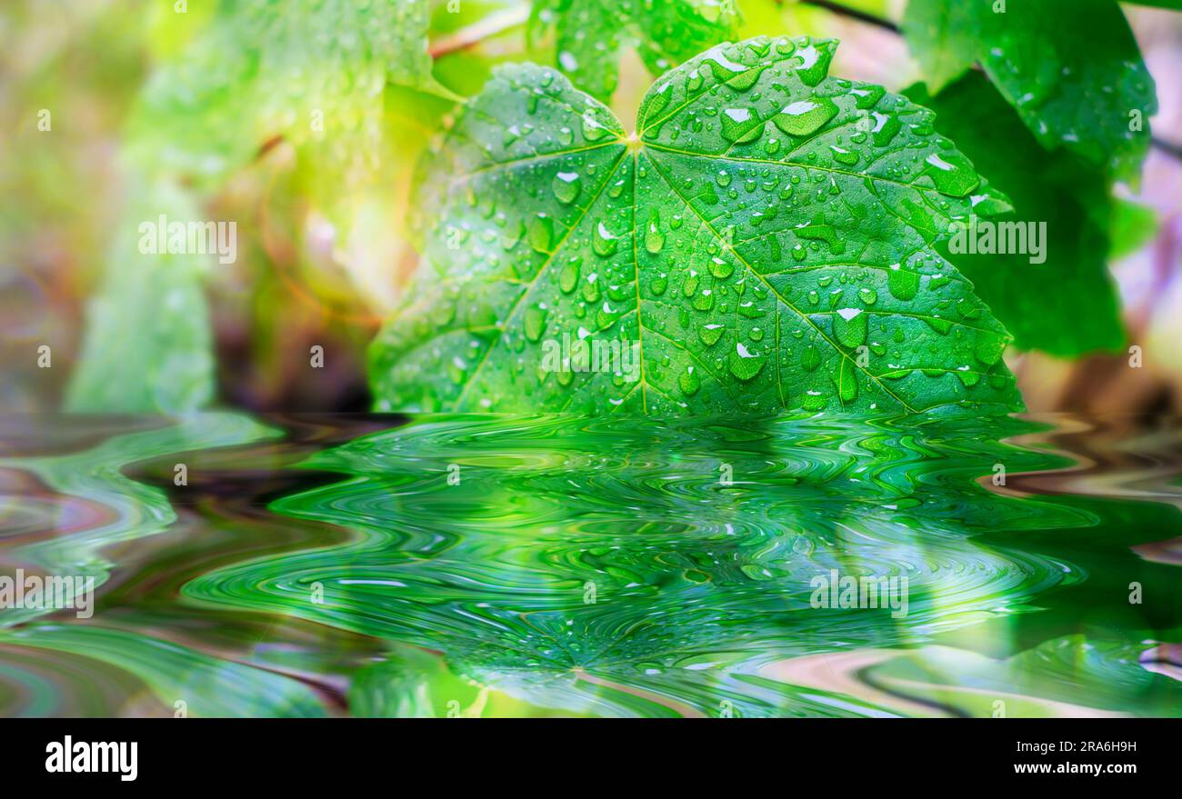Seasonal life of nature hi-res stock photography and images - Alamy