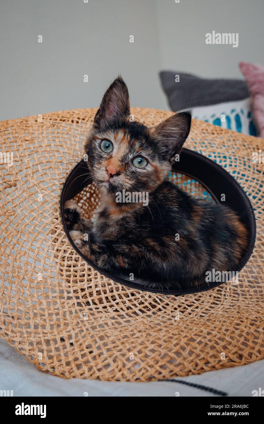 https://c8.alamy.com/comp/2RA6JBC/silly-calico-kitten-sitting-in-straw-hat-cat-sitting-in-hat-cat-in-hat-2RA6JBC.jpg