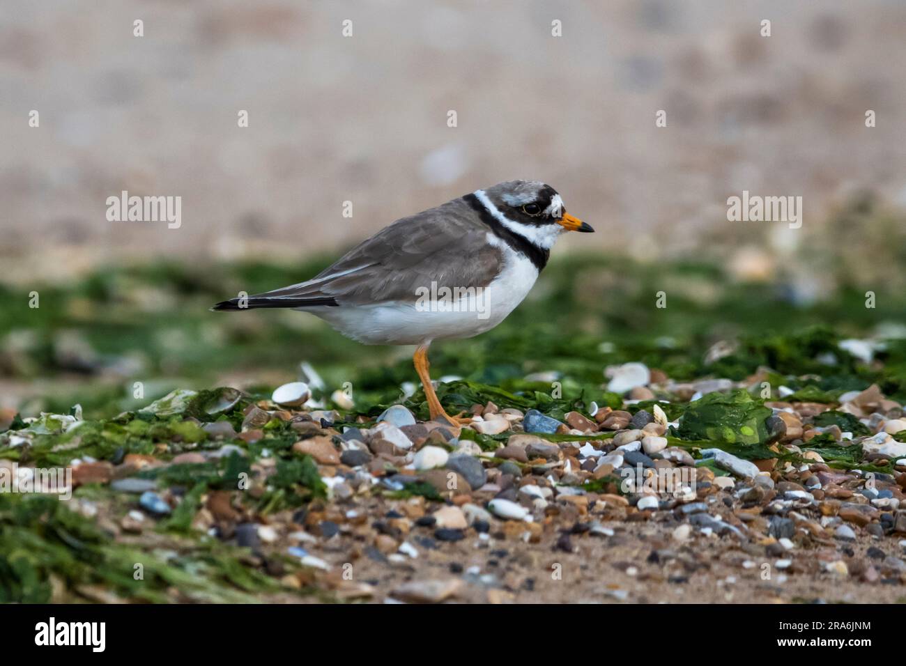 Ringed plover, Charadrius hiaticula, on shore of The Wash, Norfolk. Stock Photo