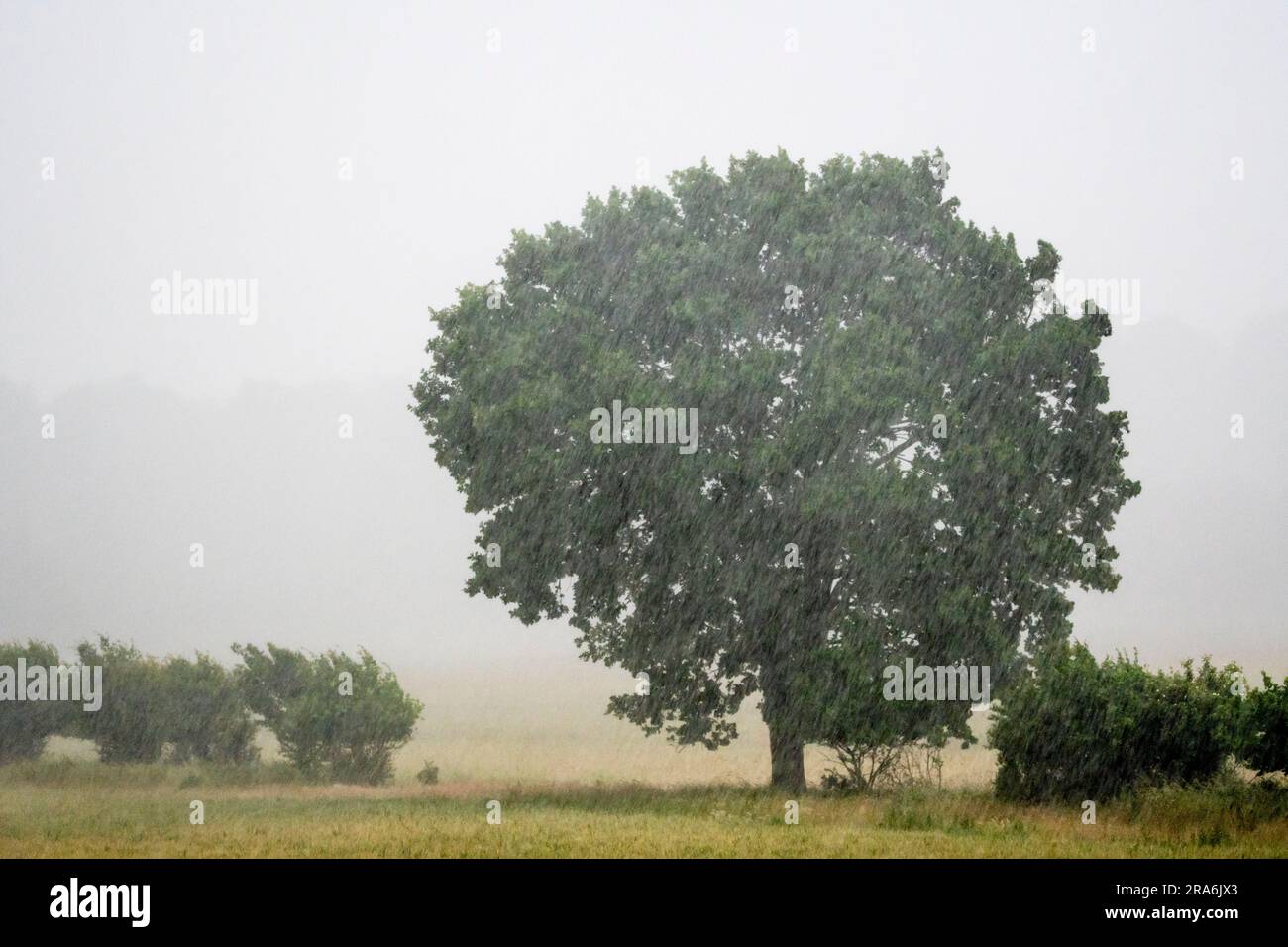 Hedgerow oak tree, Quercus robur, in heavy rainstorm. Stock Photo