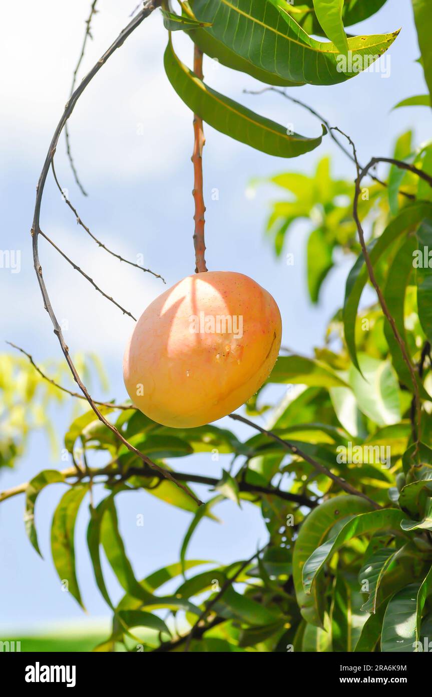 Mangifera indica, mango or mango seed on mango tree and sky background