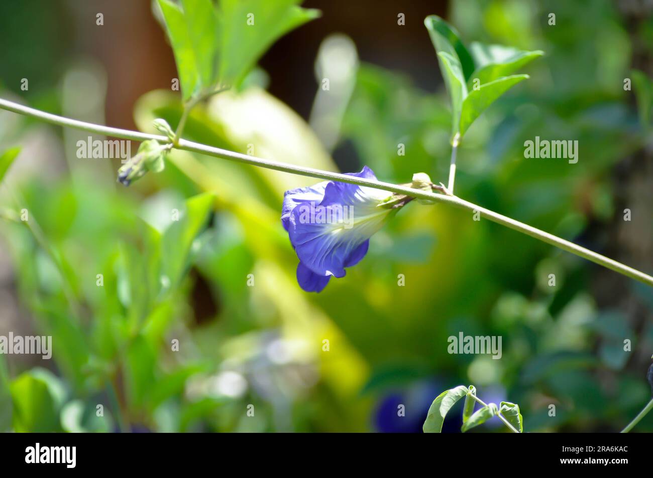 butterfly pea , blue pea flower or Clitoria ternatea L or PAPILIONACEAE or purple flower Stock Photo