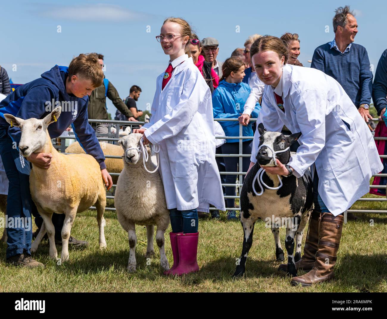 East Lothian, Scotland, UK, 1st July 2023. Haddington Agricultural Show: the event has been taking place since 1804. Participants enjoyed a sunny  day. Pictured: the young sheep handlers competition. Credit: Sally Anderson/Alamy Live News Stock Photo