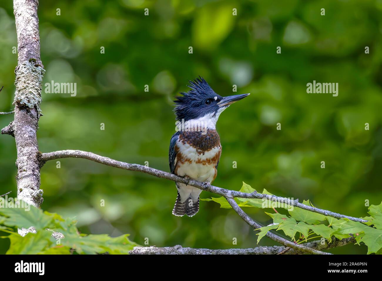 The belted kingfisher (Megaceryle alcyon) Migration bird native to North America. Stock Photo