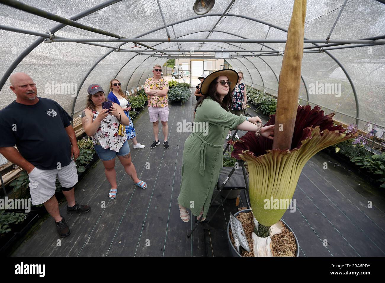 July 1, 2023, Raleigh, North Carolina, USA: EMMA HEPWORTH touches the tall spadix of ''˜HOMO ERECTUS, ' a rare corpse flower during the second day of its bloom at Juniper Level Botanical Garden in Raleigh, NC. Amorphophallus titanum is one of the biggest, stinkiest flowers in the plant kingdom and is commonly known as the corpse flower due to its smell of rotting flesh as it blooms. It typically takes 7-10 years of vegetative growth before the corpse flower blooms for a total of 2-3 days. The flower is so rare that fewer than 1,000 Titan Arums have flowered in cultivation worldwide. (Credit I Stock Photo